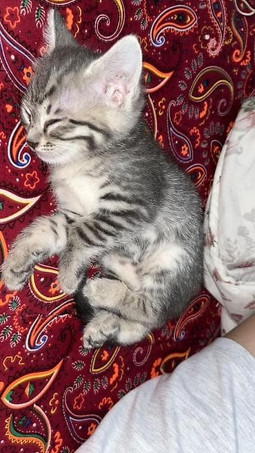 Животные: Котёнок серо-тигрового окраса - Милый короткошёрстный котёнок с — 1