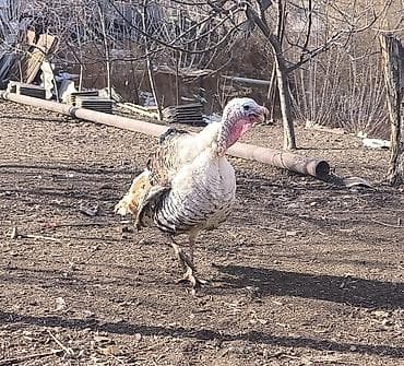 черепаха живой: Индюк — 2