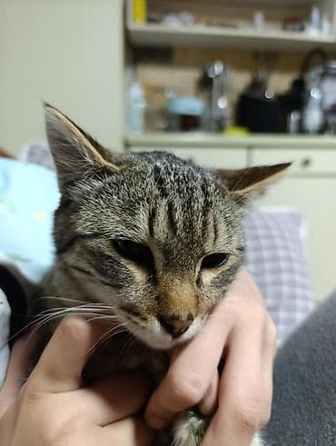 черные кошки: Кошка даром: Беспородная, Девочка — 1