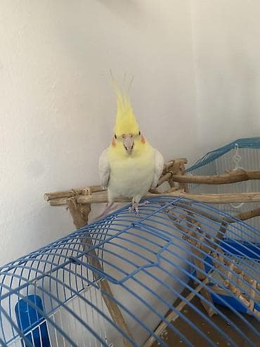 продажа попугаев жако: Продаю Попугая самец, полтора года, птица живучая от испуга или холода — 2