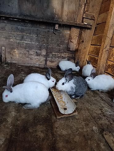 Собаки: Продаю | Крольчата | Для разведения — 2