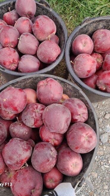 мебел бу бишкек: Алмалар — 1