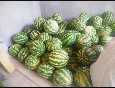 Арбузы Оптом