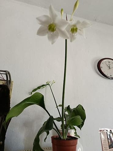 Комнатное растение — амазония/эухарис (амазонская лилия) в горшке. -