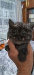 где можно купить шотландского вислоухого котенка: Шотландские котята - Порода: шотландская скоттиш страйт (видны — 7