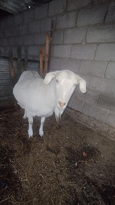 корова молочная: Продаю | Коза (самка) | Для молока — 6