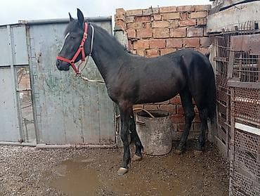 лошад: Продаю | Кобыла (самка) | На забой — 6