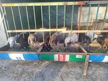 купить щенка немецкой овчарки в бишкеке: Продаю | Овца (самка), Баран (самец), Ягненок | Полукровка | На забой, Для разведения — 3