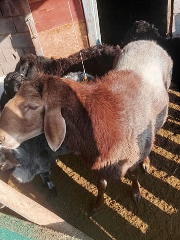 сколько стоит шотландская вислоухая кошка: Сатам | Ургаачы кой (ургаачы) | Романовская | Көбөйтүү үчүн | Ургаачы — 1