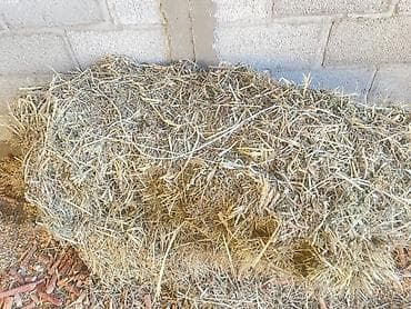 живой баран: Сено в тюках - тюки прямоугольные, средний размер классического — 5