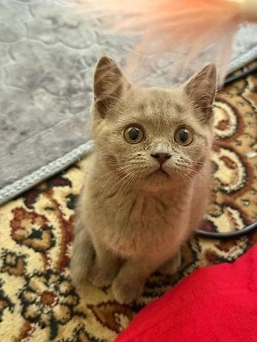 Британский короткошёрстный котёнок, окрас голубой (серый). - Плюшевая