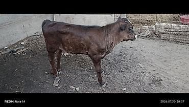 Продаю | Корова (самка) | На откорм