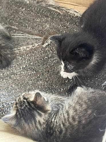 Продажа кошек: Котята, помет из нескольких малышей. - Окрас: тигровые — 2
