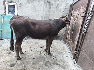 монгол ат: Продаю | Бык (самец) | Алатауская | На откорм | Привязанные — 6