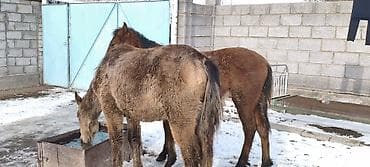 молоко воз: Продаю | Жеребенок | Рабочий — 10