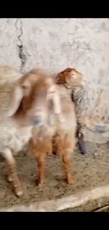 Грызуны: Продаю | Овца (самка) | Для разведения | Матка — 1