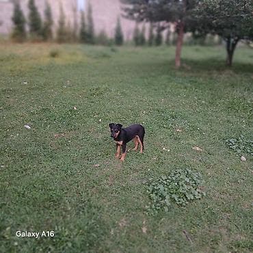 курцхар собака: Ягдтерьер, 5 месяцев, Самец — 3
