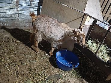 клетка для перепела: Продаю | Коза (самка) — 5