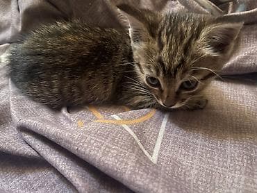 породистые кошки бишкек: Котята домашние, ласковые и игривые. Шотландские вислоухие/прямоухие — 7