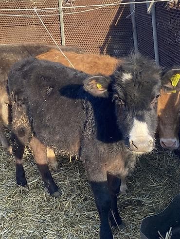 карови: Продаю | Музоо, торпок | На откорм — 6