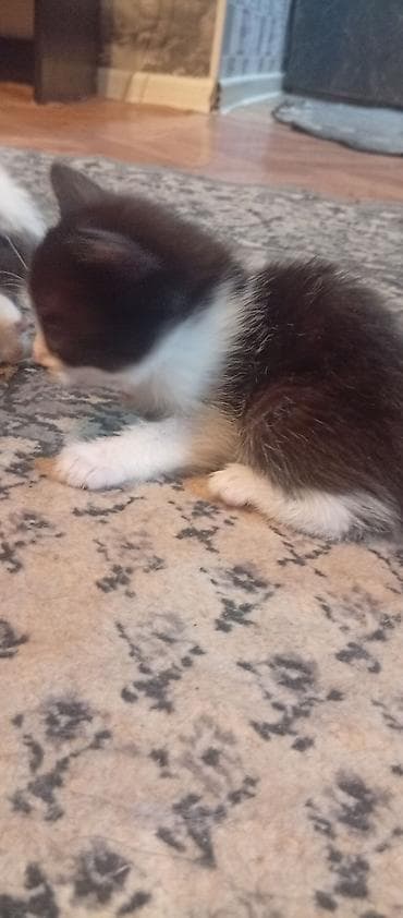 котята шотландские вислоухие купить: КАРА-БАЛТА отдам котят в хорошие руки, кушают сами приучены к лотку — 7