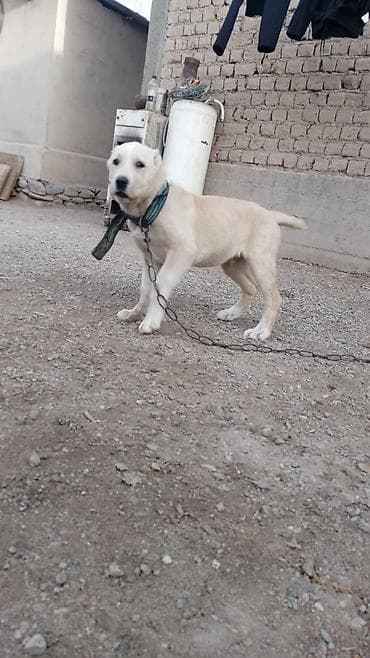 балык кумара: Щенок, светло‑палевого окраса, на цепи. Крепкое телосложение, мощные — 2