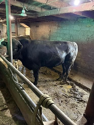 машинка для стрижки животных: Продаю | Бык (самец) | Абердин-ангус | На откорм | Привязанные — 5