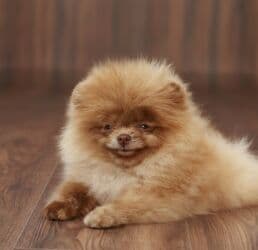 продажа щенков русского спаниеля: Шпиц, 5 айлык, Эркек — 5