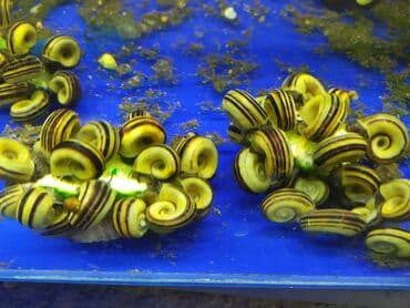 аквариумная рыбка: Улитки "Мариза" 150 сом. 
Улитки "Спикси" 150 сом — 2