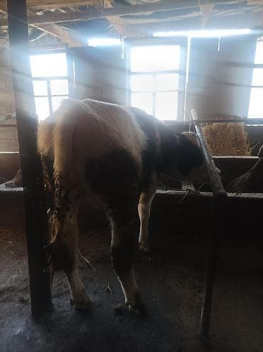 продаю быка на племя: Продаю | Бык (самец) | На откорм | Привязанные — 2