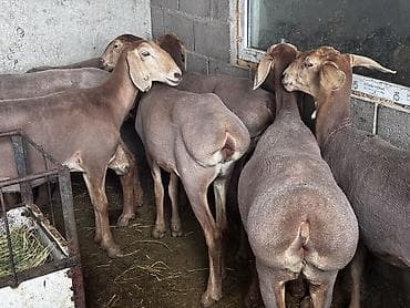 Айыл-чарба жаныбарлары: Сатам | Ургаачы кой (ургаачы), Кочкор (эркек) | Арашан | Көбөйтүү үчүн | Ургаачы — 5