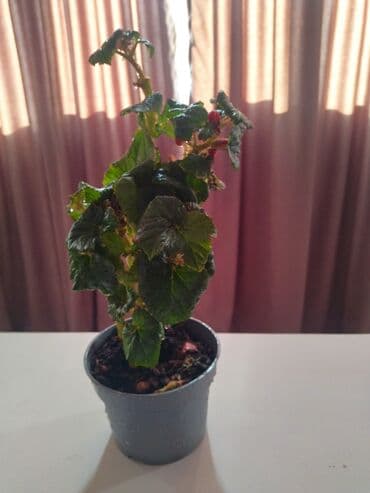 газон для футбольного поля цена: Бегония 350 сом — 1