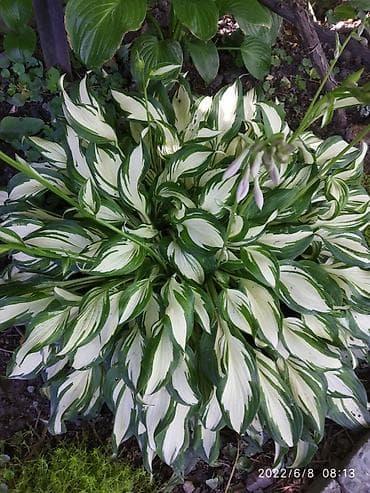 розы саженцы купить бишкек: Хосты — 2