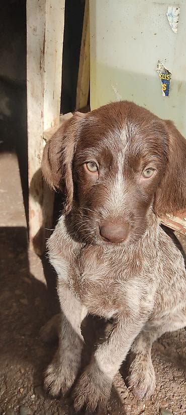 собаки токмок: Готовы к продаже щенки драатхары Родились 23 февраля. Три девочки и — 3