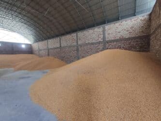 продаю связи с переездом: Продаю кукурузу оптом
кукуруза
жогору — 4