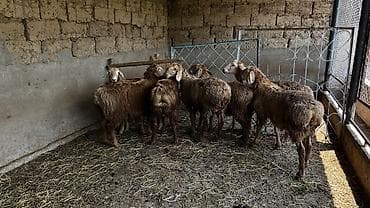 сколько стоит бычок 6 месяцев: Продаю | Ягненок — 4