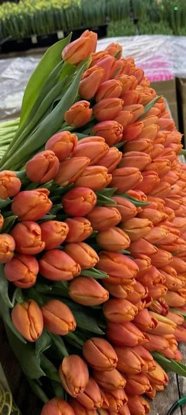корзина для овощей: Тюльпаны с собственной теплицы - Срезанные свежие тюльпаны прямого — 7