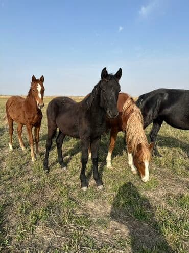 тюк пресс: Продаю | Жеребенок, Кобыла (самка), Жеребец | Кара Жорго | Для разведения, На забой, Рабочий — 9