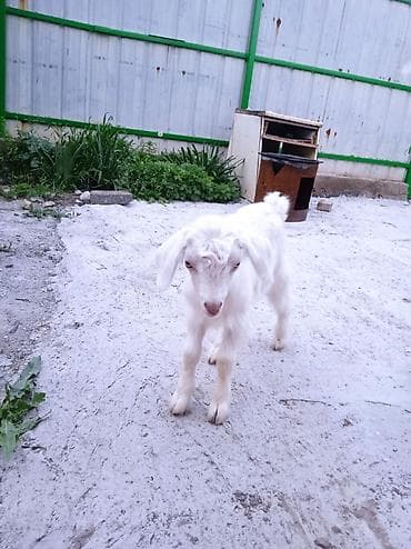 ит бишкек: Сатам | Эчки (ургаачы) | Сүт алуу үчүн — 4