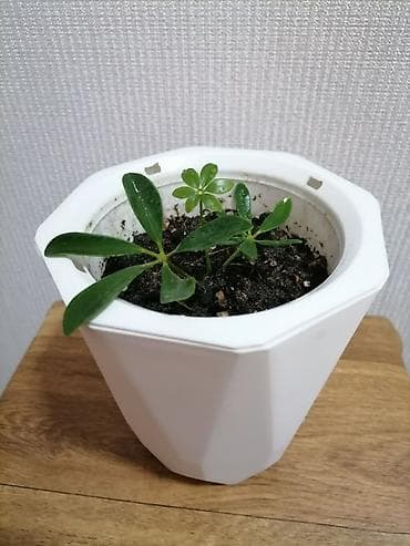 батанический сад: Отросток Шеффлеры в горшке кашпо. - Молодой саженец с глянцевыми — 1