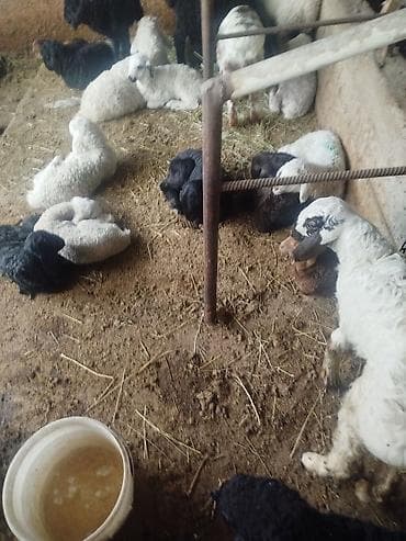 кролики бараны: Продаю | Ягненок | Для разведения — 2