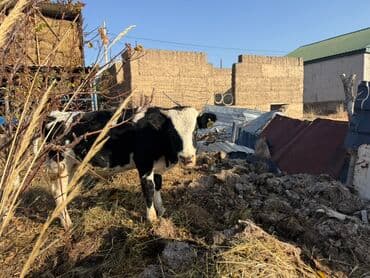 домик для кошки многоуровневый: Сатам | Бука (эркек) | Аргын | Бордоп семиртүү үчүн — 2