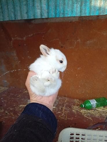 Башка жаныбарлар: Декоративные карликовые крольчата - Порода: карликовые (мини) — 7
