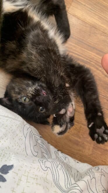 купить вислоухого котенка: Котёнок, короткошёрстный, окраса черепаховый (преимущественно чёрный с — 4