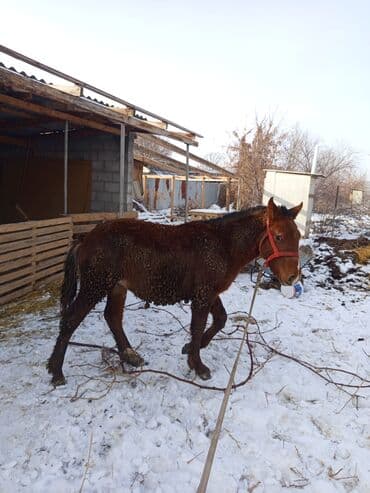 А/ч жаныбарлары үчүн тоюттар: Сатам | Тай | Кара Жорго | Жумушка — 3
