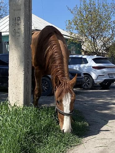 Продаю | Жеребец | Дончак | Рабочий