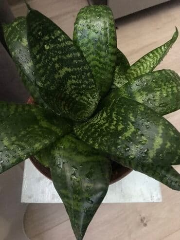 неделю: Продаю комнатный цветок - сансевиерия ханни Сильвер более 20 см — 3