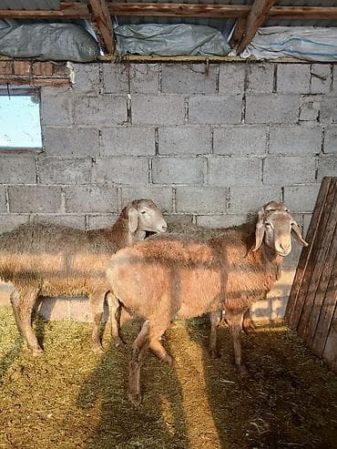 Үй жаныбарлары үчүн товарлар: Сатам | Ургаачы кой (ургаачы) | Көбөйтүү үчүн — 7
