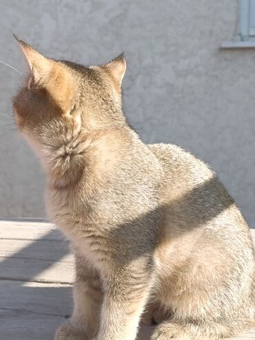 сухое молоко для животных: Скотиш Страйт (Шотландская прямоухая), 3 месяца, Девочка — 15