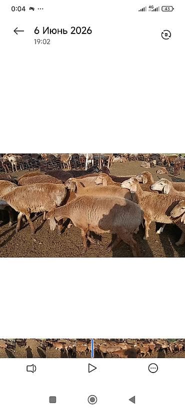 Продаю | Овца (самка) | Для разведения | Матка — 3